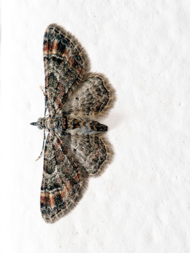 Gymnoscelis rufifasciata, Geometridae